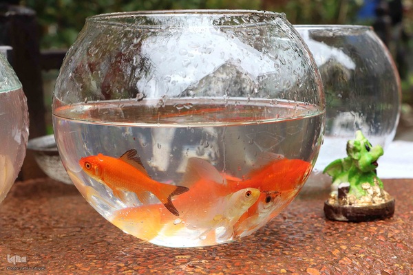 بازار تبریز در تکاپوی سال نو