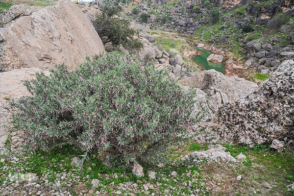 پیوند انسان و طبیعت در اندیکا