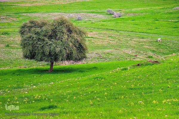 پیوند انسان و طبیعت در اندیکا