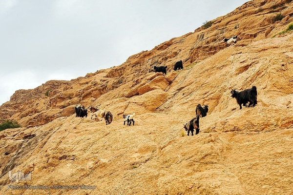 پیوند انسان و طبیعت در اندیکا