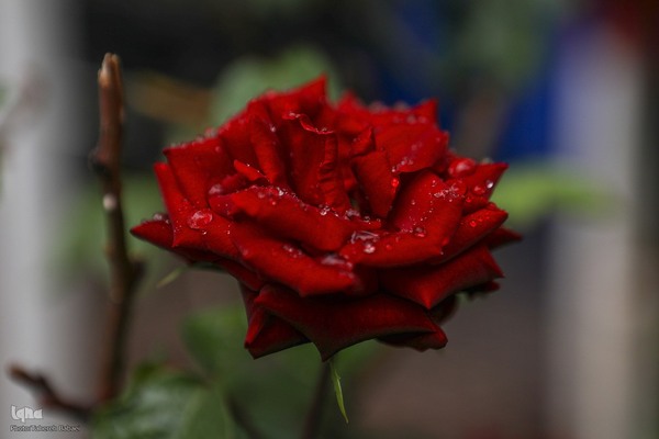 بارش باران بهاری