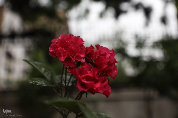 بارش باران بهاری