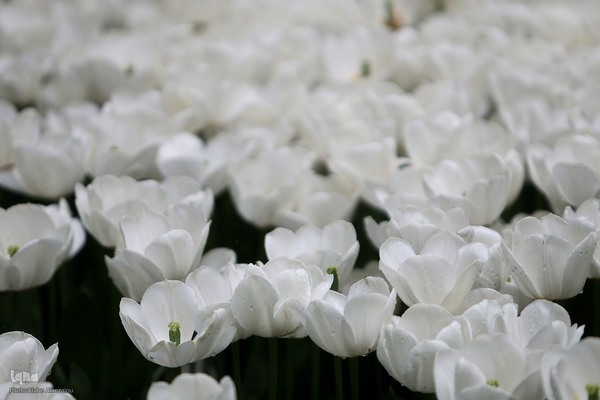 لاله زار بهاری در هیاهوی تهران