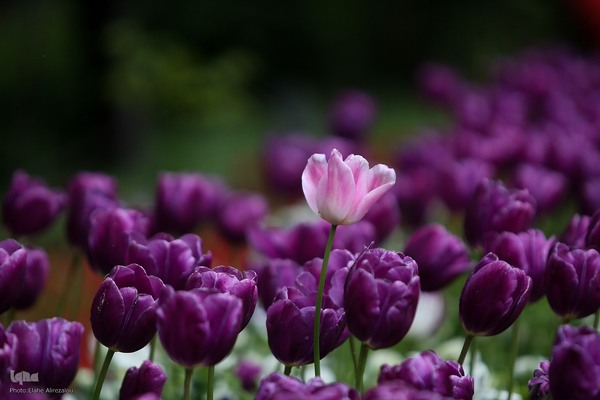 لاله زار بهاری در هیاهوی تهران