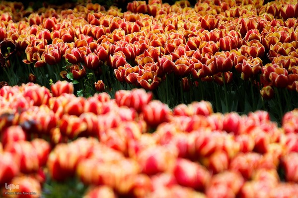 لاله زار بهاری در هیاهوی تهران