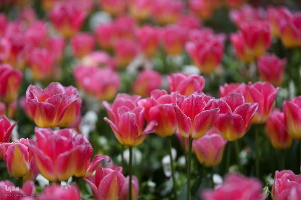 لاله زار بهاری در هیاهوی تهران