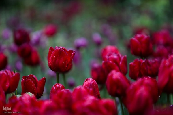 لاله زار بهاری در هیاهوی تهران