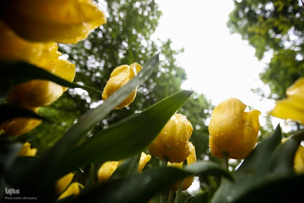 لاله زار بهاری در هیاهوی تهران