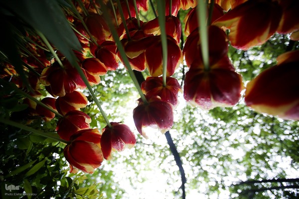 لاله زار بهاری در هیاهوی تهران
