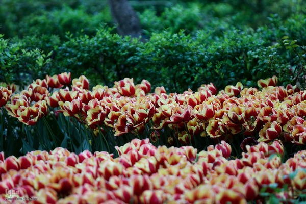 لاله زار بهاری در هیاهوی تهران