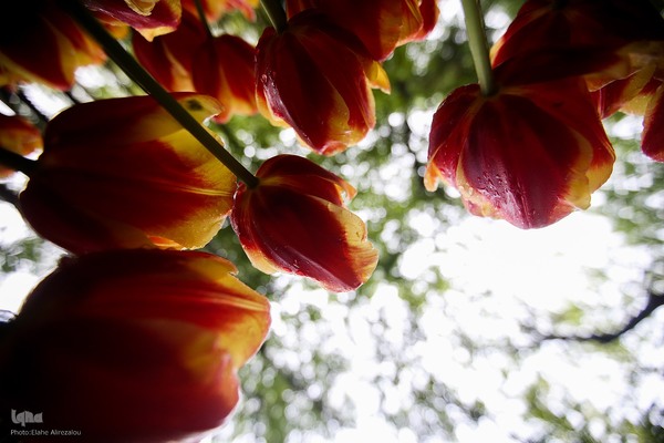 لاله زار بهاری در هیاهوی تهران