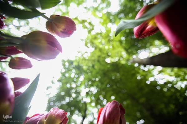 لاله زار بهاری در هیاهوی تهران
