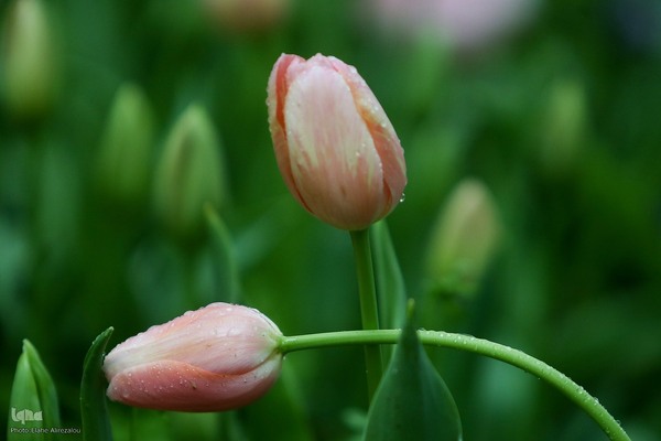 لاله زار بهاری در هیاهوی تهران