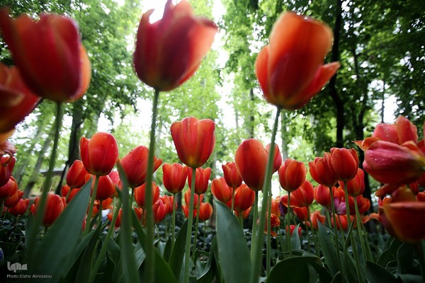 لاله زار بهاری در هیاهوی تهران