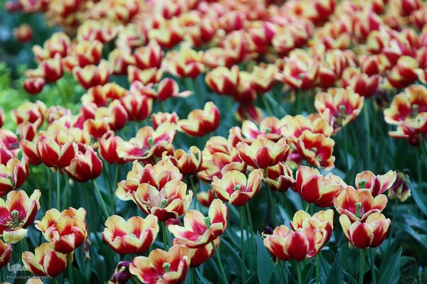 لاله زار بهاری در هیاهوی تهران