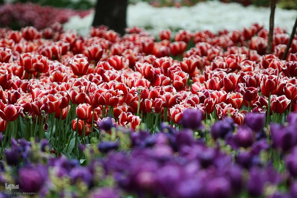 لاله زار بهاری در هیاهوی تهران