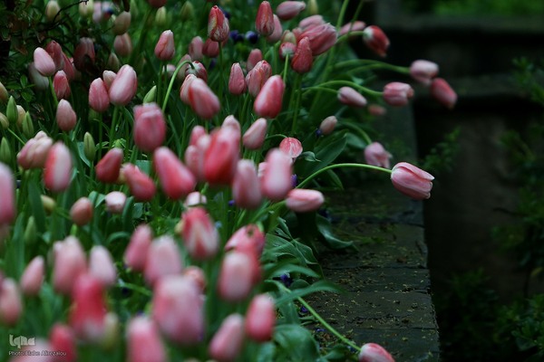 لاله زار بهاری در هیاهوی تهران