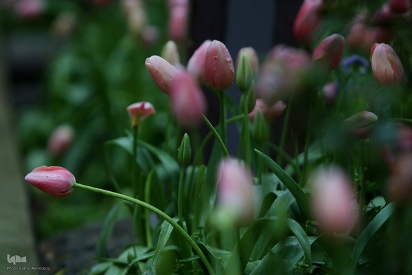 لاله زار بهاری در هیاهوی تهران