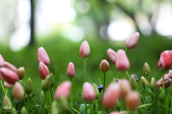 لاله زار بهاری در هیاهوی تهران