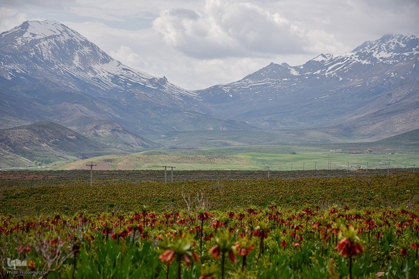 دشت لاله‌های واژگون کوهرنگ