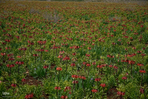 دشت لاله‌های واژگون کوهرنگ