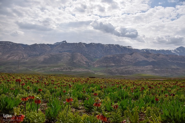 دشت لاله‌های واژگون کوهرنگ