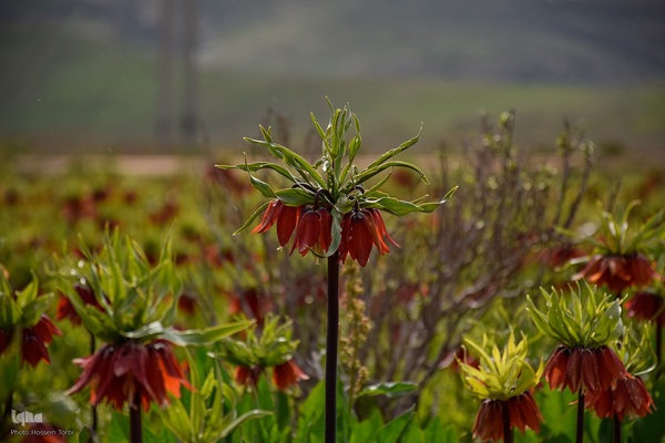 دشت لاله‌های واژگون کوهرنگ