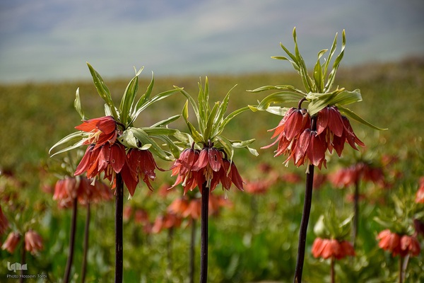 دشت لاله‌های واژگون کوهرنگ