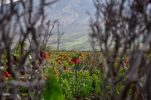 دشت لاله‌های واژگون کوهرنگ