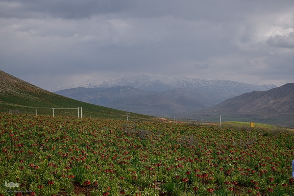 دشت لاله‌های واژگون کوهرنگ