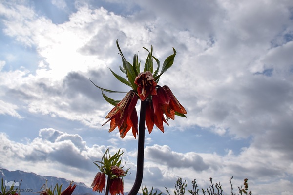 دشت لاله‌های واژگون کوهرنگ