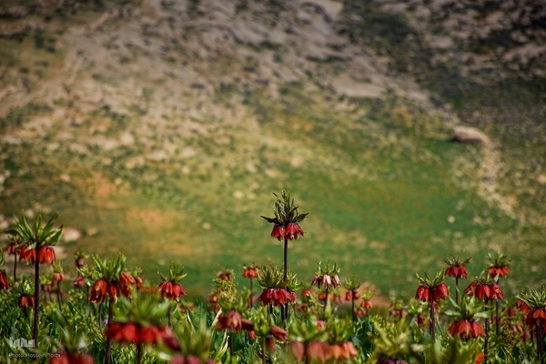 دشت لاله‌های واژگون کوهرنگ