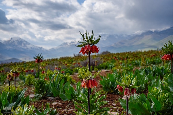 دشت لاله‌های واژگون کوهرنگ