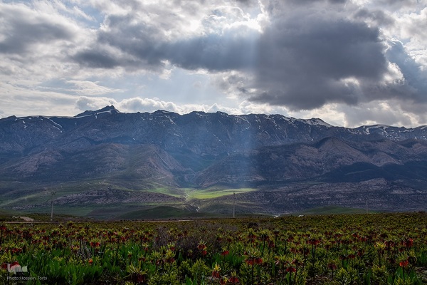 دشت لاله‌های واژگون کوهرنگ