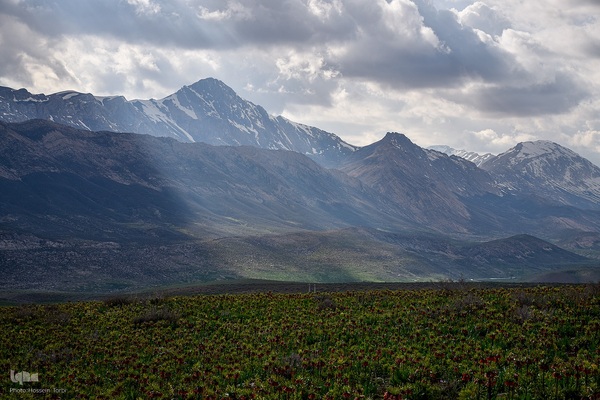 دشت لاله‌های واژگون کوهرنگ