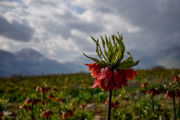 دشت لاله‌های واژگون کوهرنگ