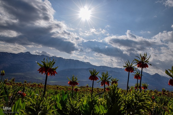 دشت لاله‌های واژگون کوهرنگ