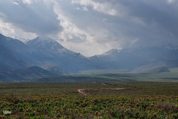 دشت لاله‌های واژگون کوهرنگ