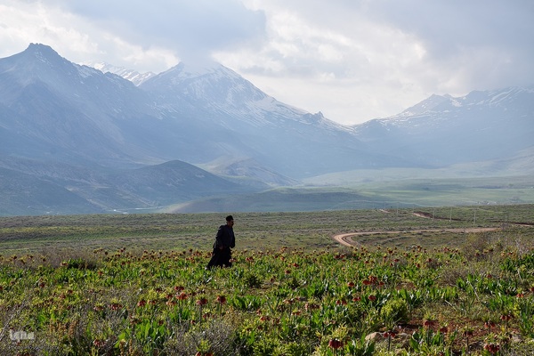 دشت لاله‌های واژگون کوهرنگ