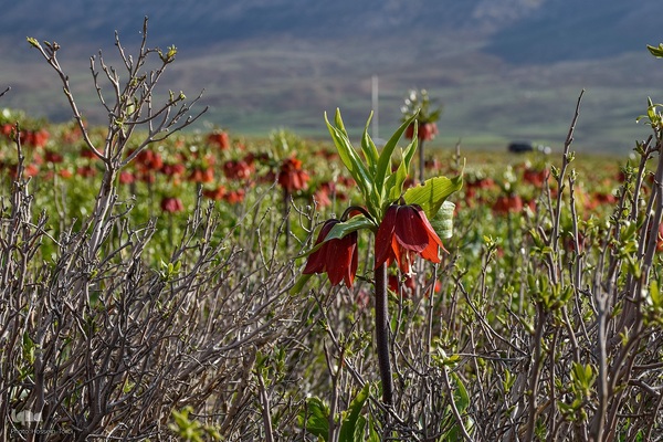دشت لاله‌های واژگون کوهرنگ