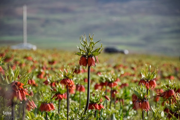 دشت لاله‌های واژگون کوهرنگ