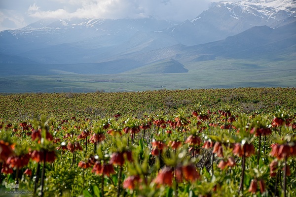 دشت لاله‌های واژگون کوهرنگ