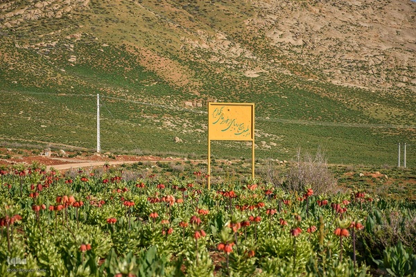 دشت لاله‌های واژگون کوهرنگ