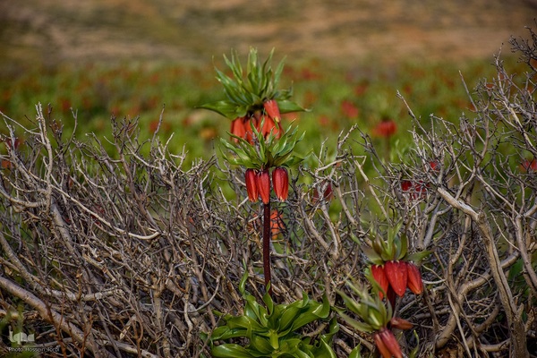 دشت لاله‌های واژگون کوهرنگ