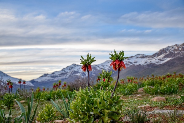 دشت لاله‌های واژگون کوهرنگ