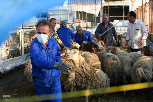 خرید و ذبح دام عید قربان در تهران