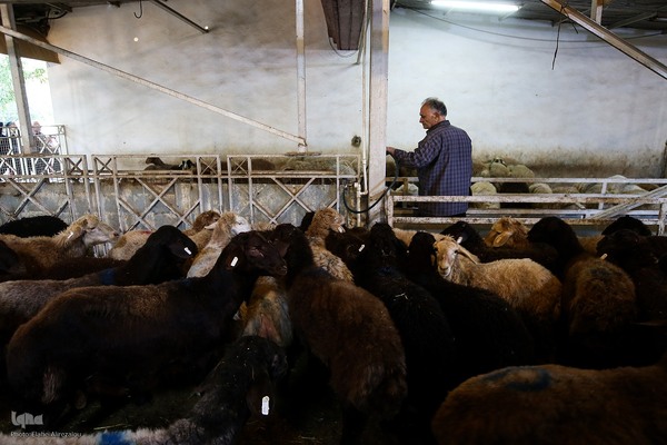 خرید و ذبح دام عید قربان در تهران