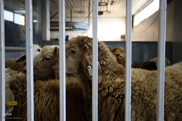 خرید و ذبح دام عید قربان در تهران