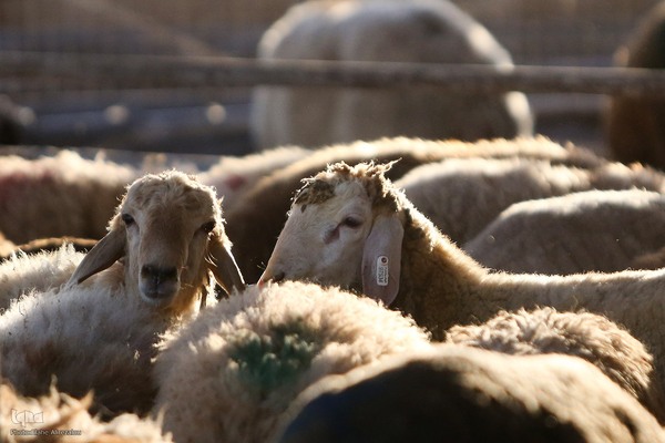 خرید و ذبح دام عید قربان در تهران