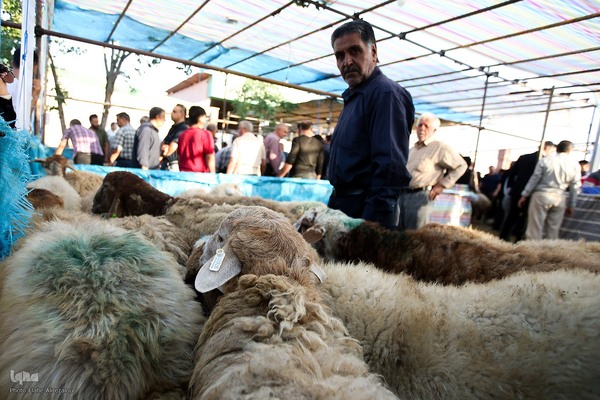 خرید و ذبح دام عید قربان در تهران